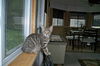 Josie