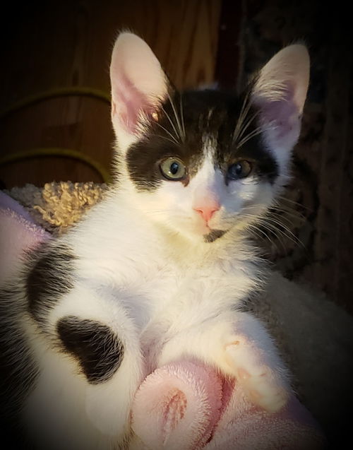 Benny