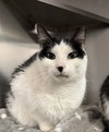 Mo Mo- (Working Cat)