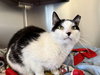 Mo Mo- (Working Cat)