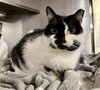 Little Peep- (Working Cat)