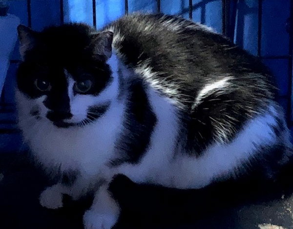 Little Peep- (Working Cat)