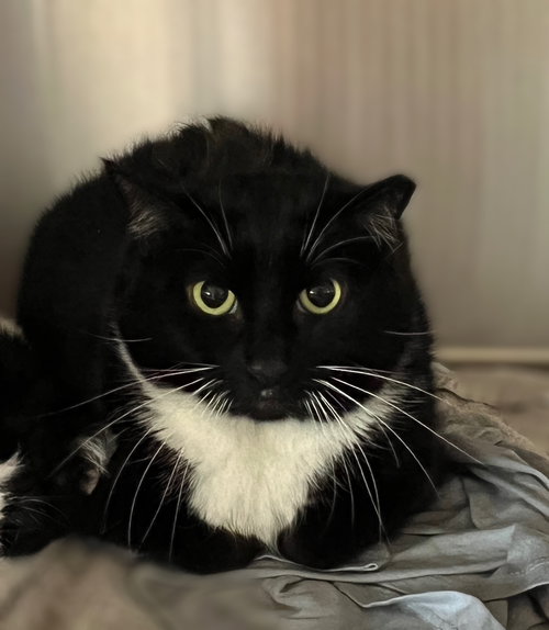 ALEXA-(WORKING CAT) - Domestic Short Hair available for adoption