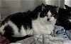 adoptable Cat in , PA named Elenour- Barn Cat
