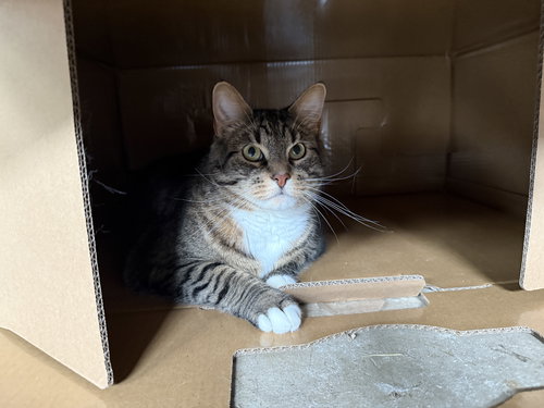 NICO - Domestic Short Hair / Tabby available for adoption