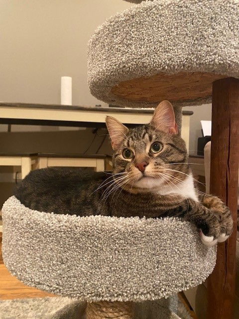 adoptable Cat in Furlong, PA named Nico
