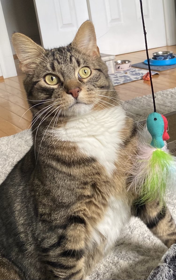 adoptable Cat in Furlong, PA named Nico