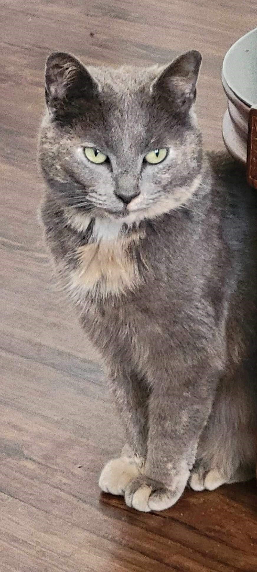 adoptable Cat in Furlong, PA named Graycie