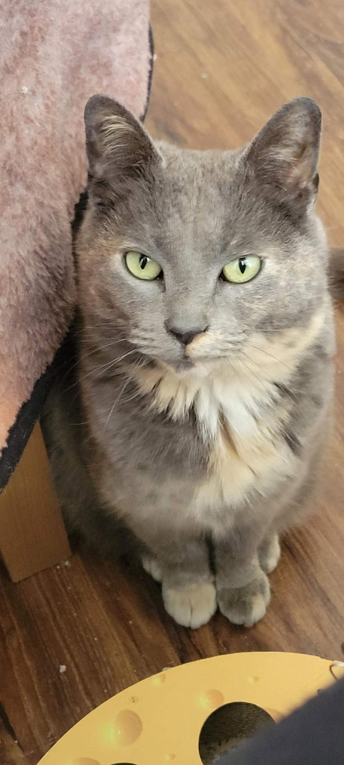 GRAYCIE - Domestic Short Hair available for adoption