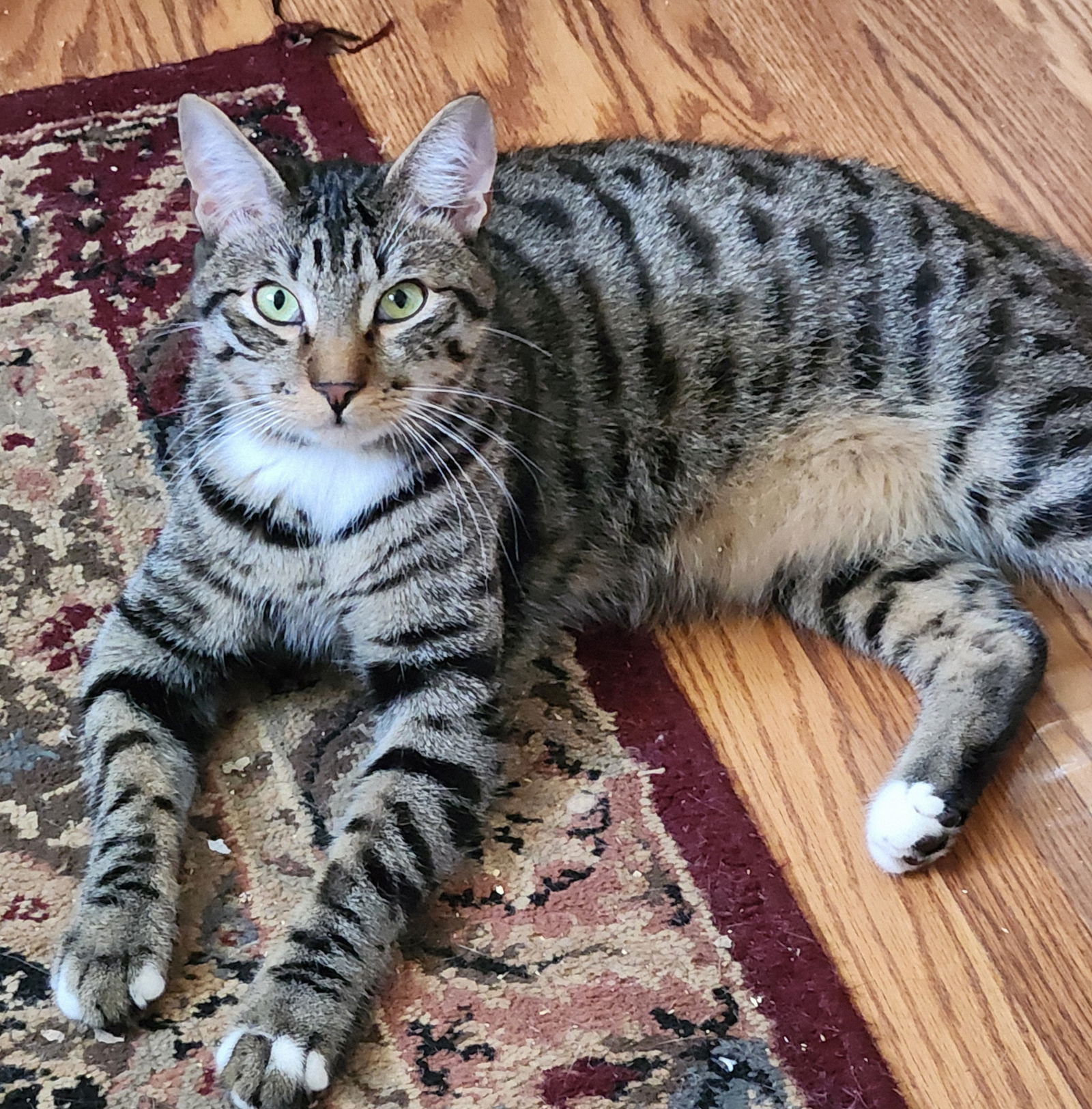 adoptable Cat in Furlong, PA named Mittens