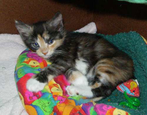 Wilma