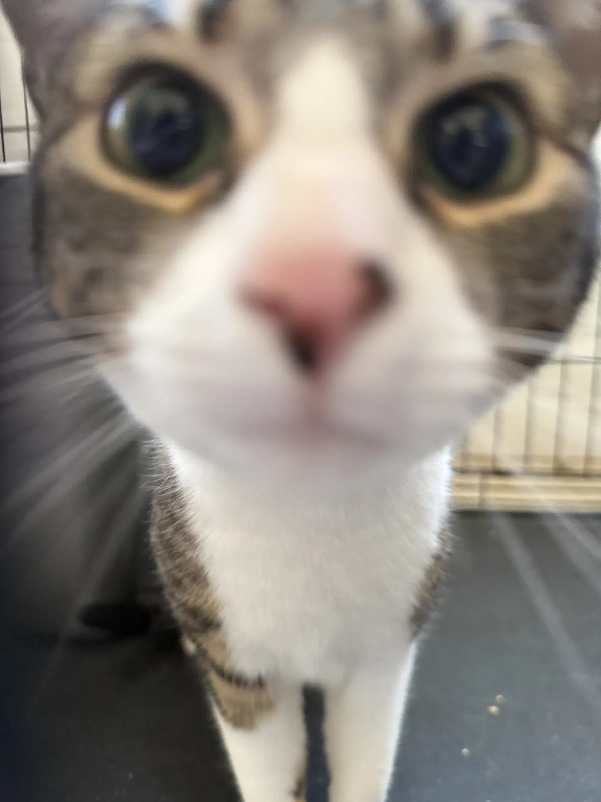 Chloe image 3