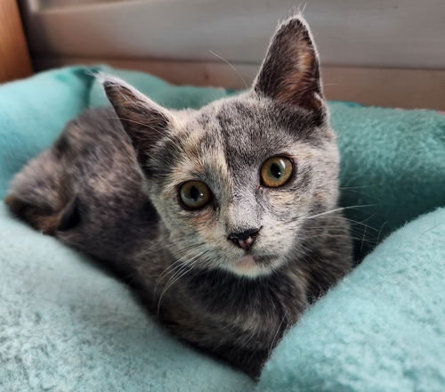 picture of the cat needing adoption