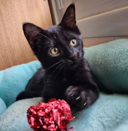 picture of the cat needing adoption