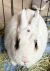 Cleo (Bunny)