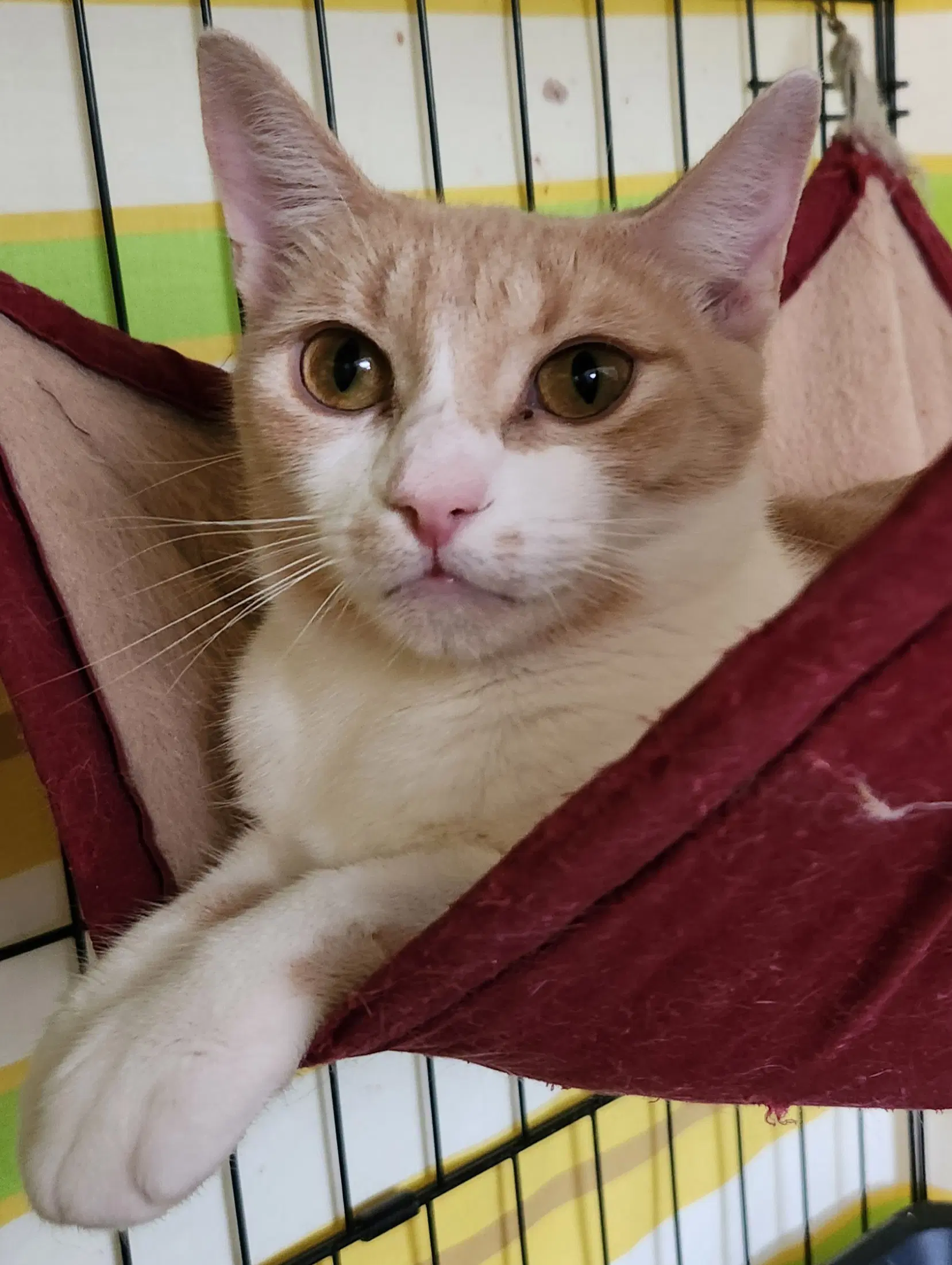 Mama - Domestic Short Hair