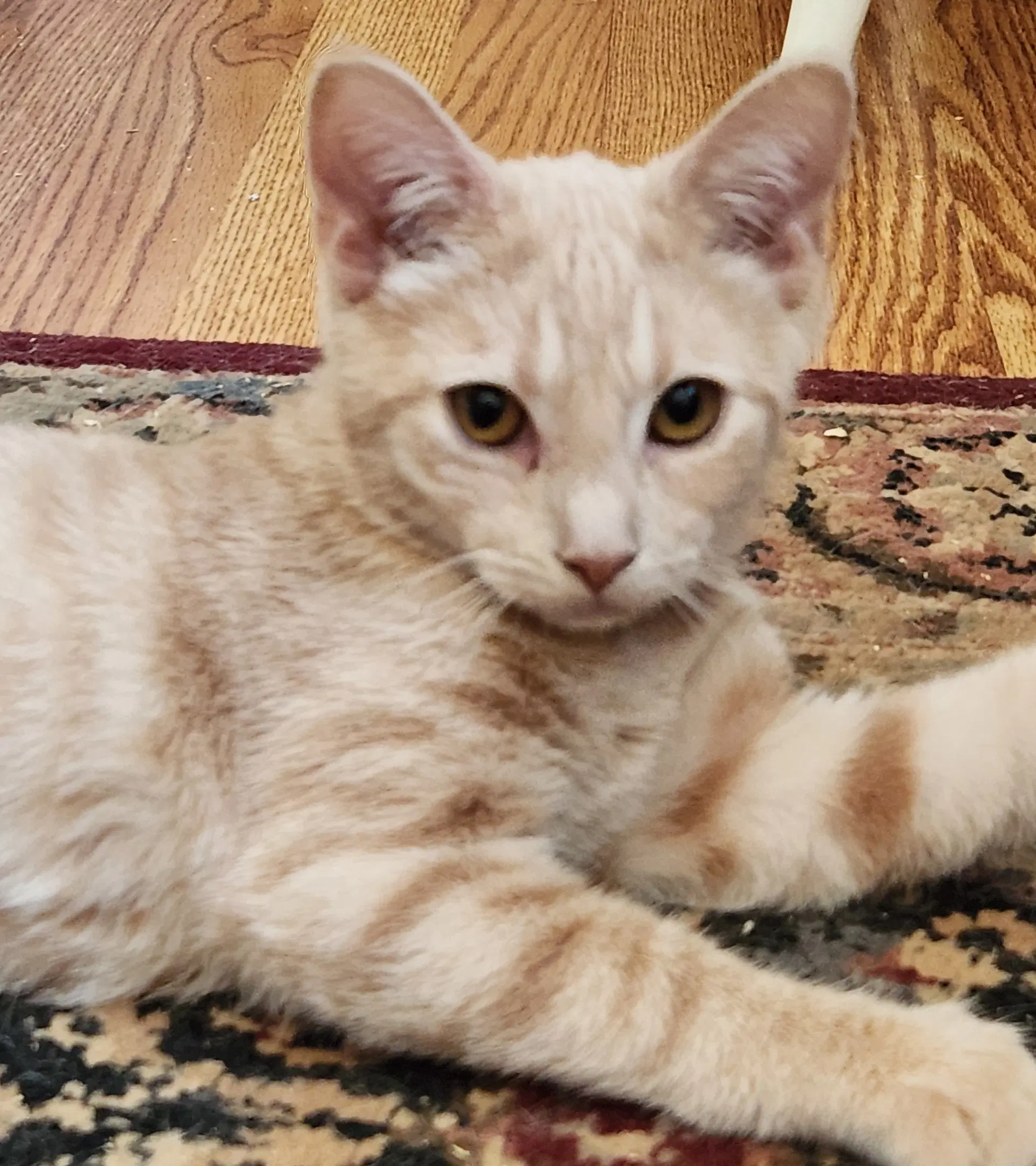 Cricket - Domestic Short Hair