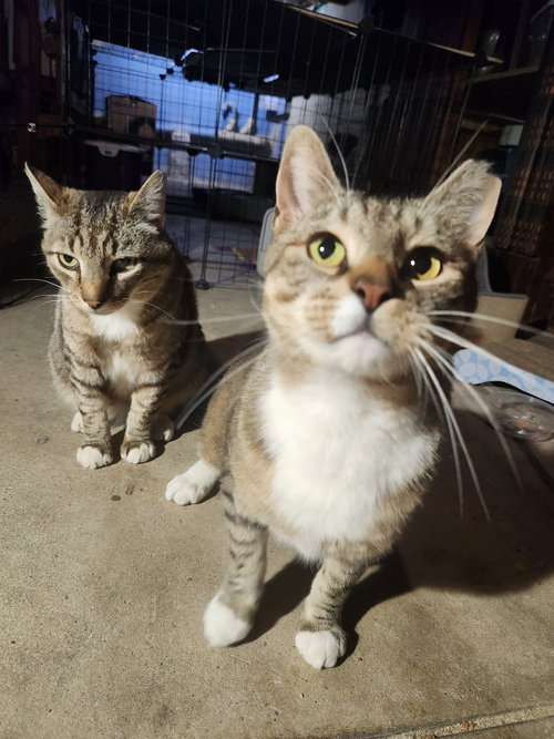 BERT AND ERNIE - Domestic Short Hair available for adoption