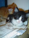 Nigel