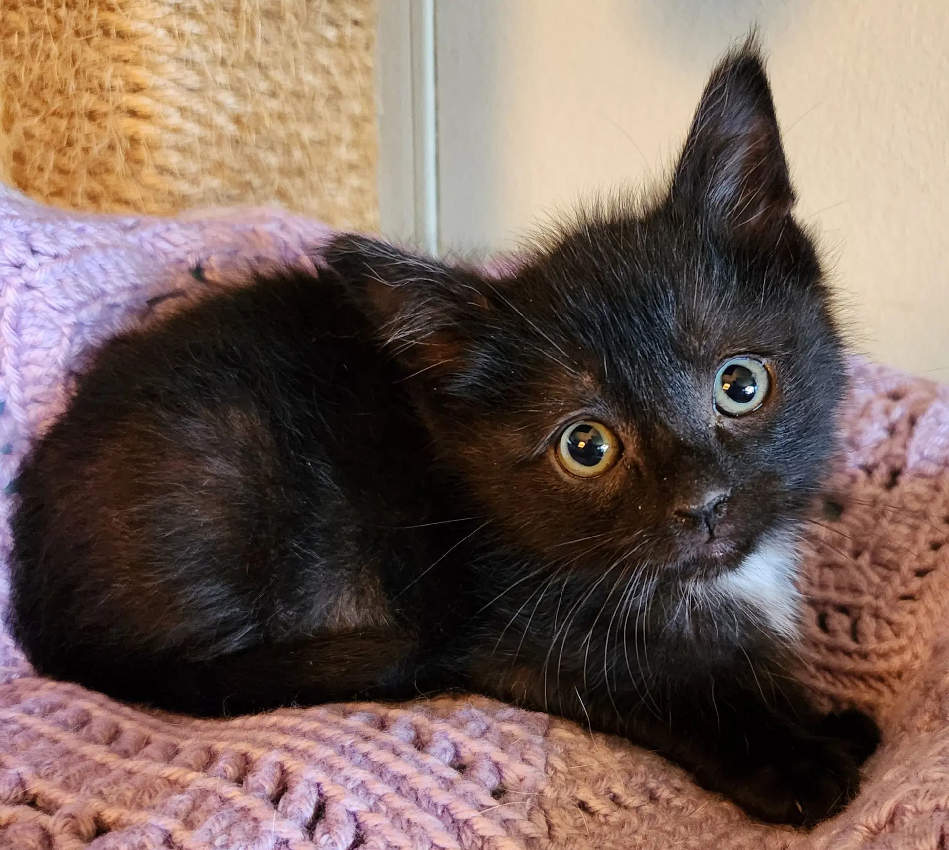 Linus - Domestic Short Hair