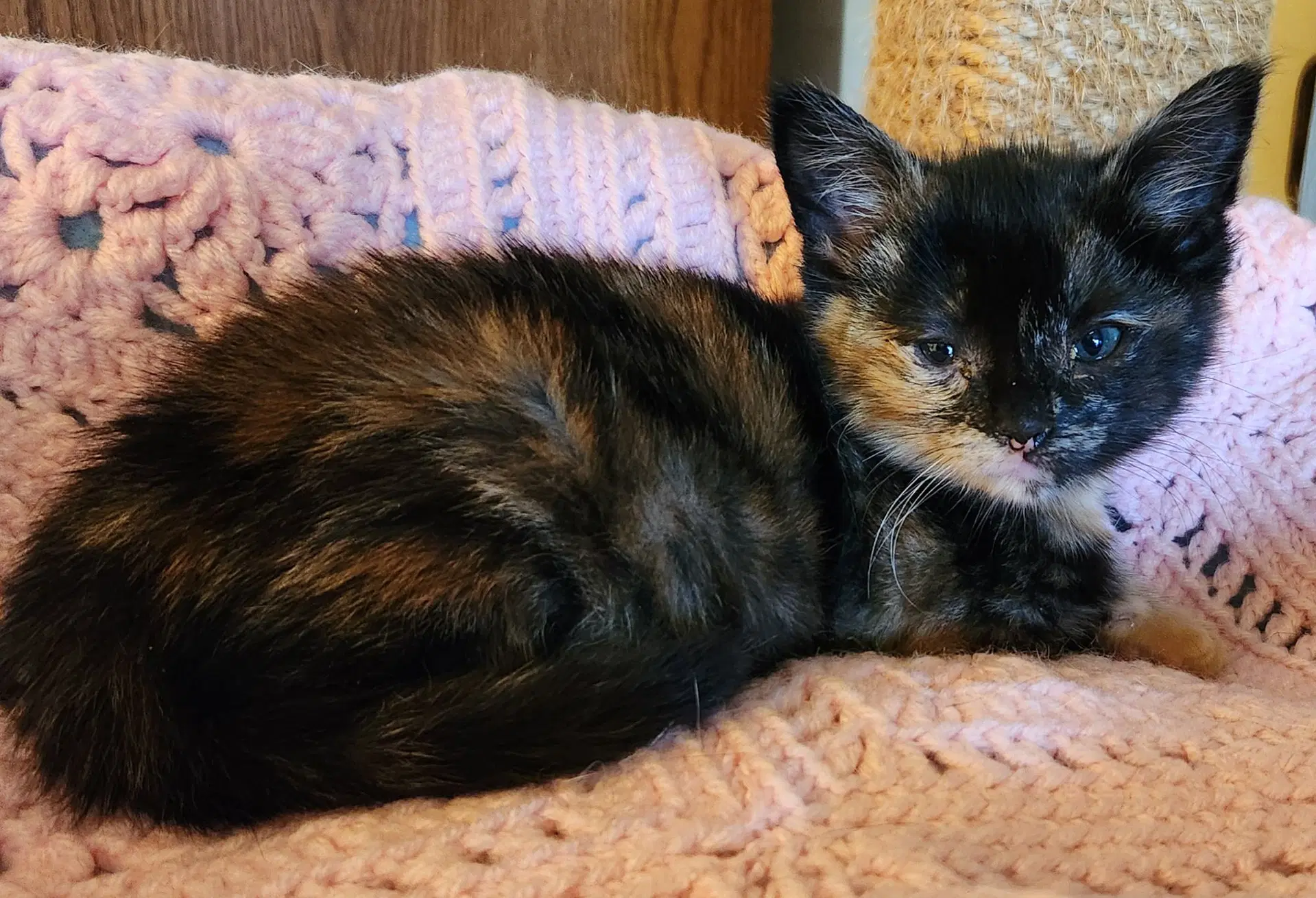 Lizzie - Domestic Short Hair