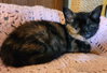 Lizzie
