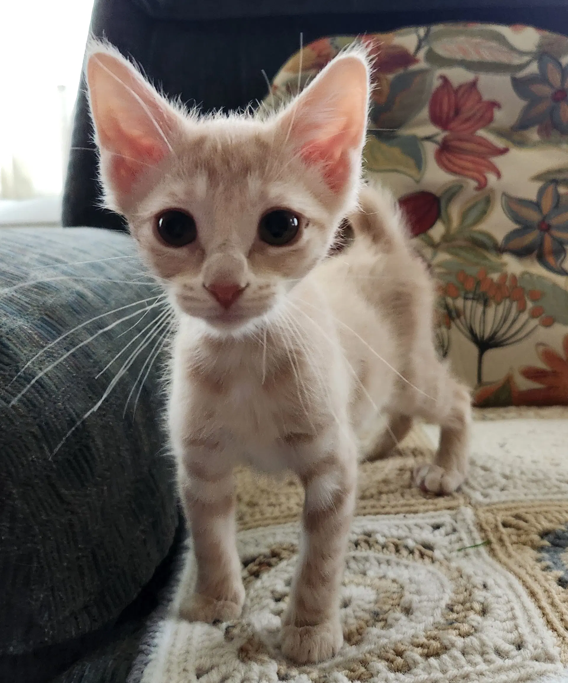 Lilly - Domestic Short Hair