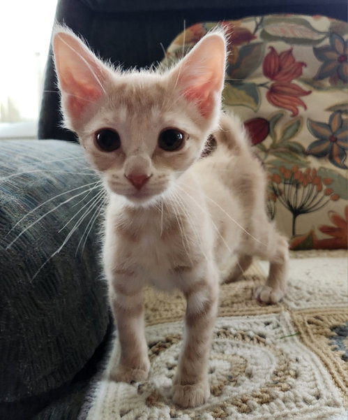 Lilly, Young Domestic Short Hair / Bobtail, cat for adoption in New Brunswick, New Jersey