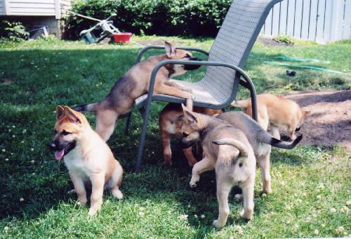 Sheppard Mix Puppies