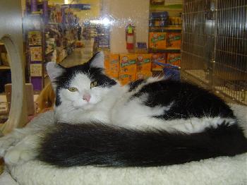 Oreo