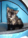 Jenny