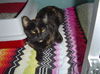 Tootsie
