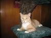Morris