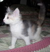 Kitty