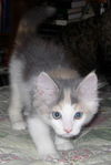 Kitty