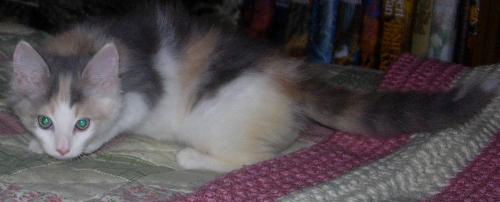Kitty