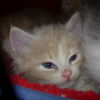 Kevin