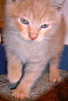 Nicholas