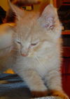 Nicholas