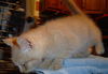 Nicholas