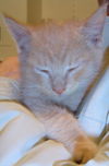 Nicholas