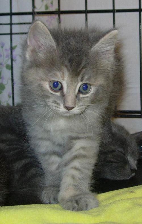 Molly