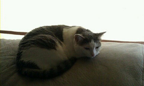 Josie