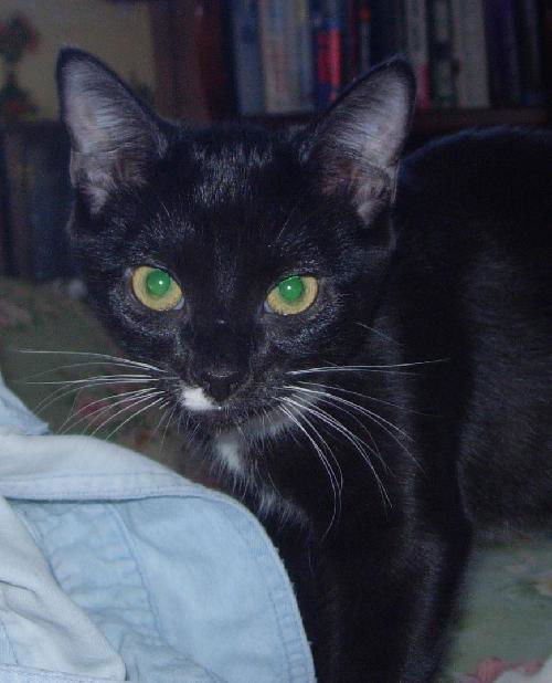 Pittypat