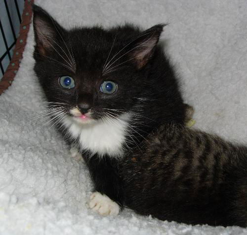 Rigby