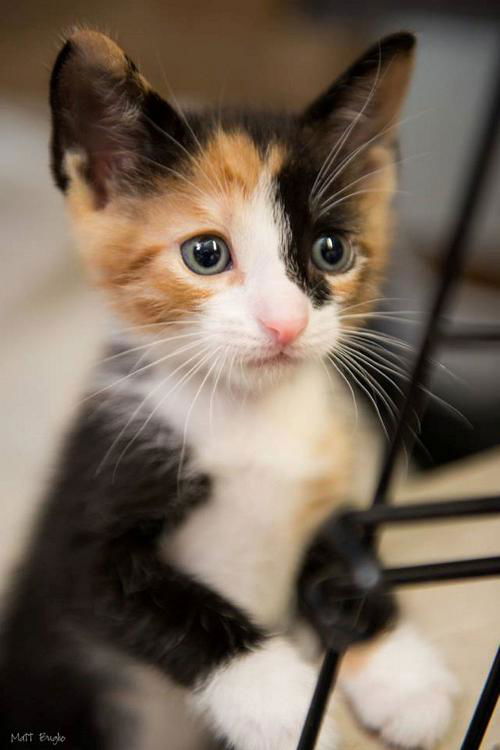 Penny