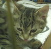 Frankie