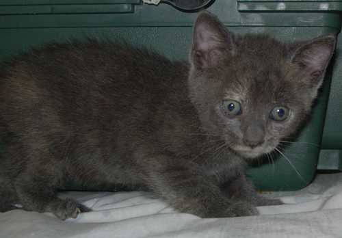 Moggie