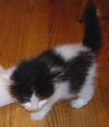 Jellybean
