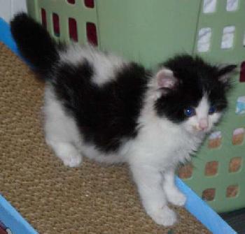 Jellybean